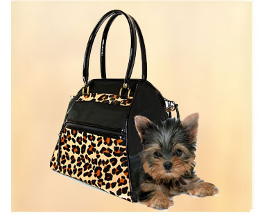 shop for dog carriers for travel and around town