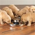 round stainless steel bowl feeds multiple puppies
